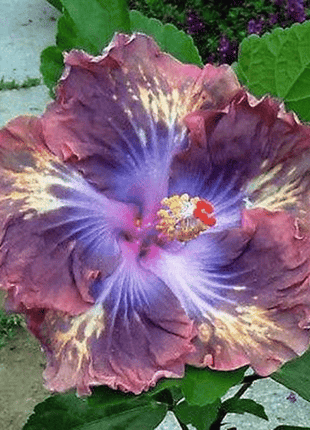 Giant Ombre Hibiscus Exotic Coral Flowers Seeds