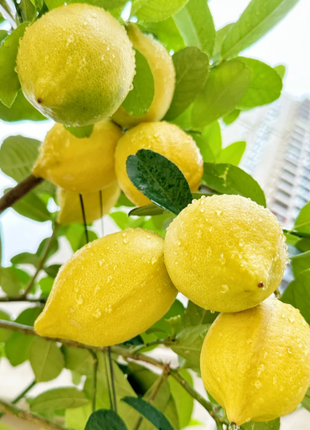 🍋Perfume Lemon Seeds