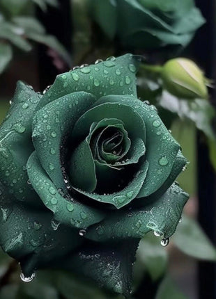 Scottish Green Rose Seeds