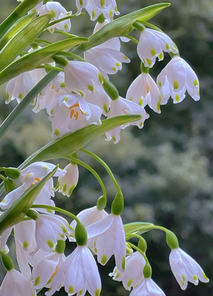 🌼Snowdrop Flower Seeds—Symbol Of Hope