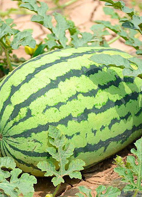 🍉Watermelon Seeds - Lazy