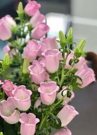 Bellflower Seeds/Canterbury Bells Seeds