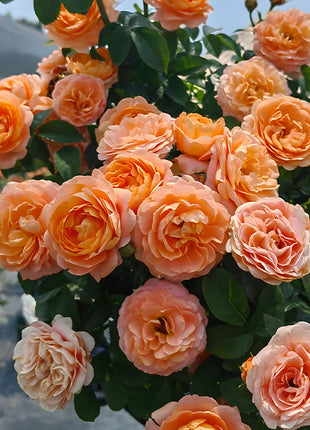 Potted Four Seasons Rose Juice Balcony