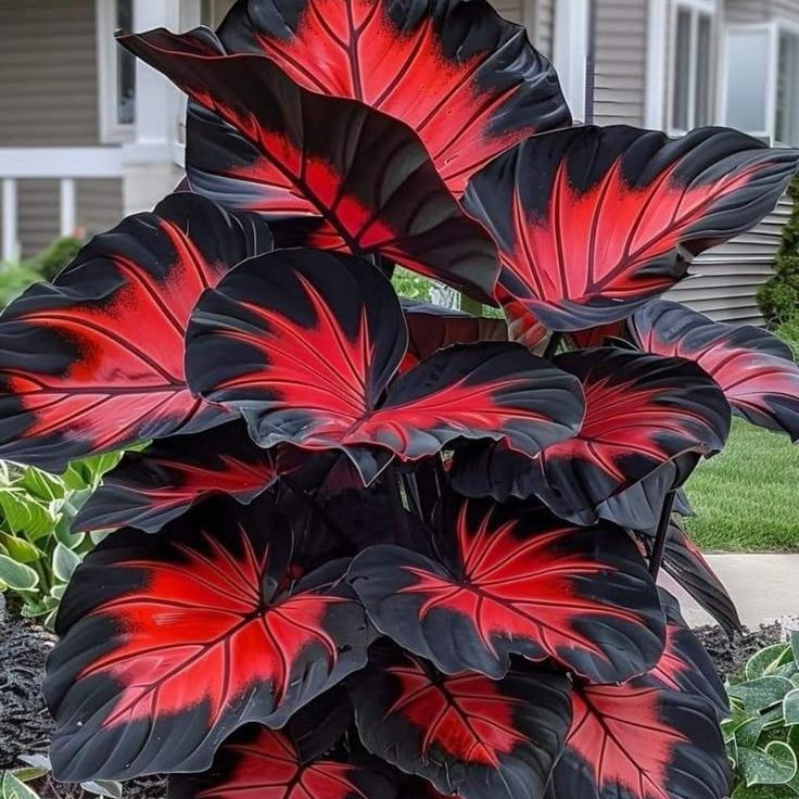 800 Pcs Hosta Seeds | Hardy Green Perennials for Shady Gardens, Easy-Care Borders & Lasting Landscape Beauty