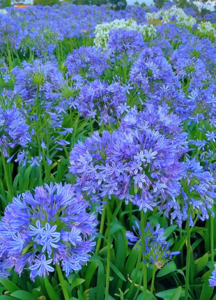 Agapanthus africanus 'Blue'