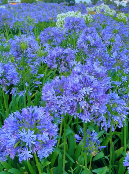 Agapanthus africanus 'Blue'