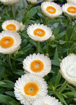 Strawflower Seeds Xerochrysum Bracteatum