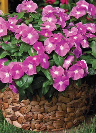 Light Purple Vinca Periwinkle Seeds
