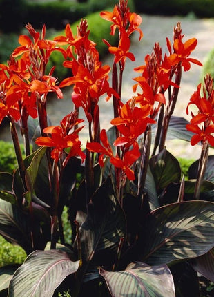 Canna Lily flower seeds, perennial, beautiful bonsai plant