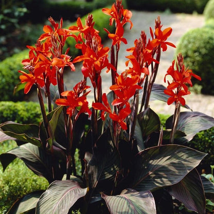 Canna Lily flower seeds, perennial, beautiful bonsai plant