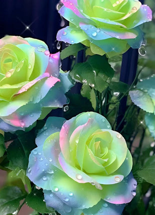 Western Region Mandala Langaros Rose