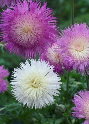CORNFLOWER SEEDS - IMPERIALIS MIX