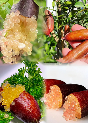 Finger Lime Seeds Lemon Caviar Seeds
