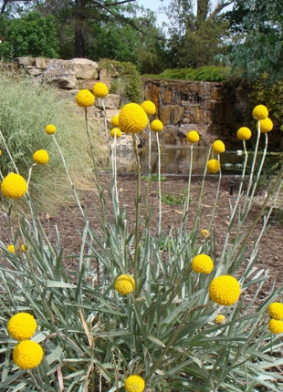 Craspedia flower - 50 Seeds - Non GMO