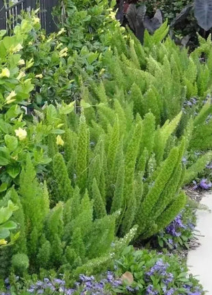 Asparagus Meyeri 'Foxtail Fern' Seeds