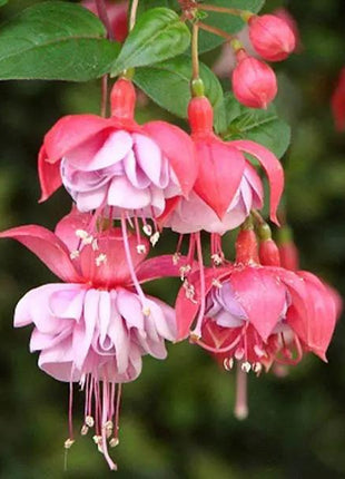 Fuchsia Hybrida Voss Seeds The fairy flower