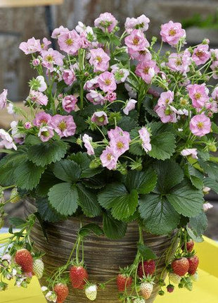 Berried Treasure Pink Strawberry