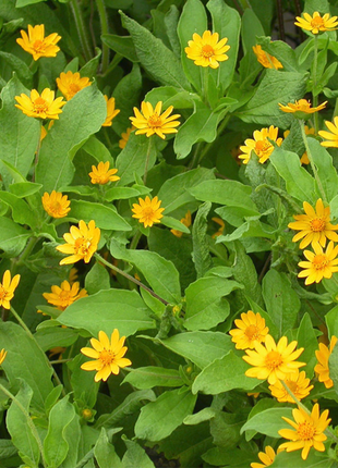 Melampodium Butter Daisy Flower Seeds