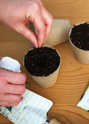 50Pcs Painted Daisy Seeds, Single Mixed Colors