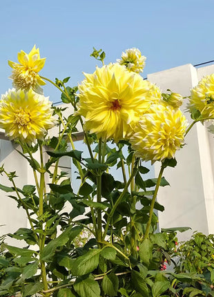 Mixed Giant Dahlia Seeds