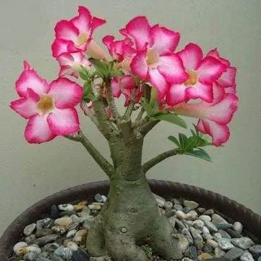 2 Pcs Rainbow Desert Rose Seeds