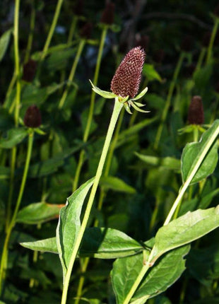 WESTERN CONEFLOWER Rudbeckia Occidentalis Green Wizard aka Rayless Naked Chocolate Black Flower Herb Seeds