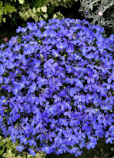 Lobelia Seeds - One of the best edging plants