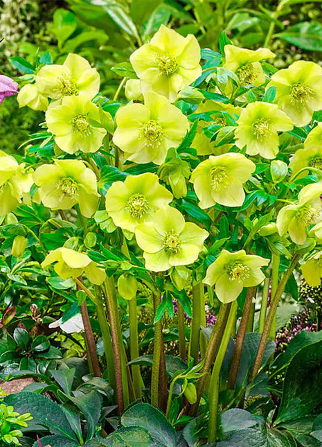 Lush Green Hellebore Flower Seeds