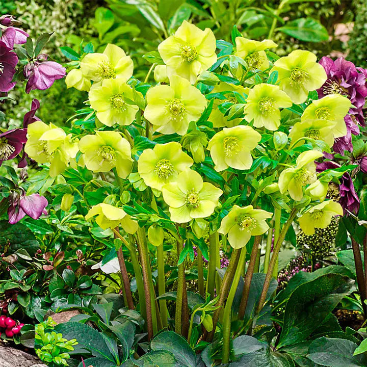 Lush Green Hellebore Flower Seeds
