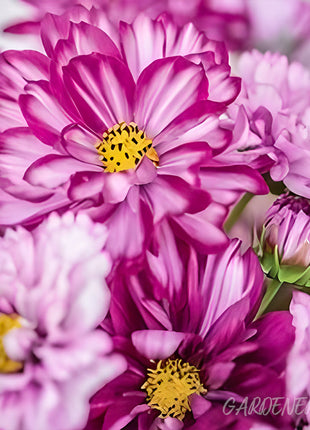 🌸Double Cosmos Seeds-Flower of Happiness