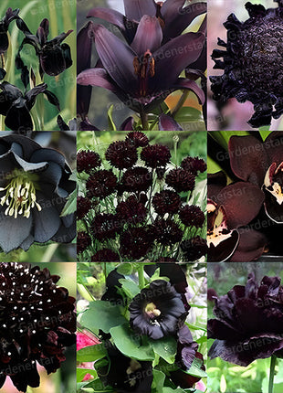 Exclusive Black Wildflower Seed Mix