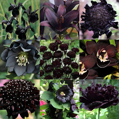 Exclusive Black Wildflower Seed Mix
