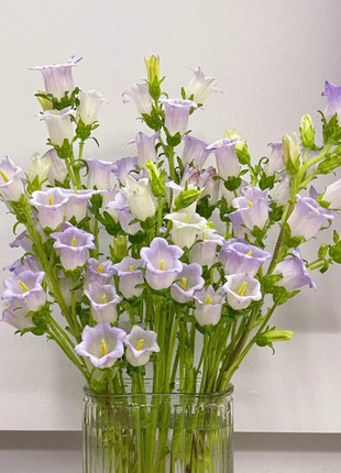 🔔Bellflower Seeds—Lucky Flower