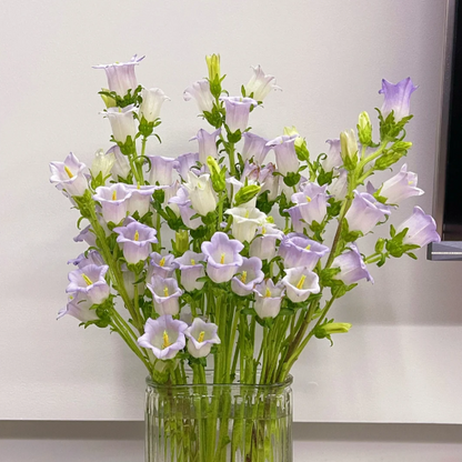 🔔Bellflower Seeds—Lucky Flower