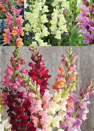 Dwarf Snapdragon  Seed Mixed