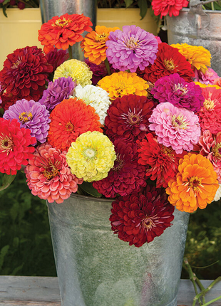 Mixed Zinnia Seeds