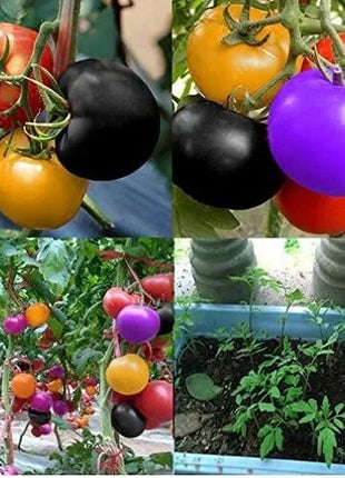 Rainbow Tomato Seeds