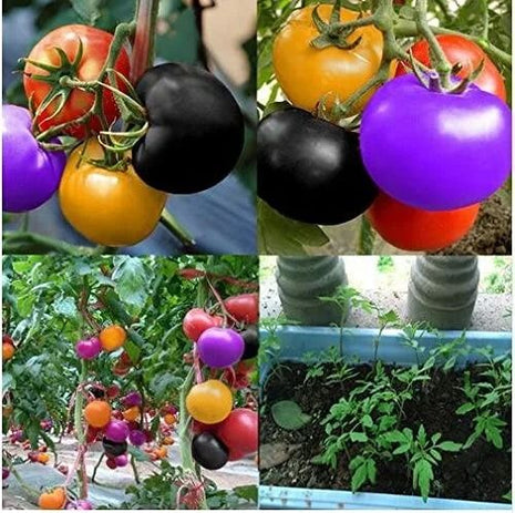 Rainbow Tomato Seeds