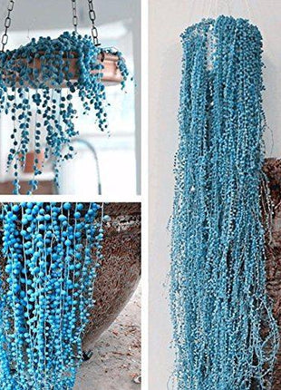 BLUE PEARL CHLOROPHYTUM SEEDS