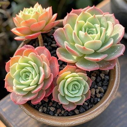 500Pcs Mixed-Color Mountain Rose Succulent Seeds Rare Blooming Succulents for Home & Garden Easy to Grow Drought-Resistant All Seasons
