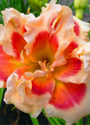 Daylily Hybrid Flowers Seed
