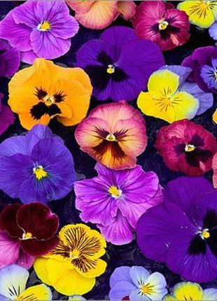 Viola Sorbet XP Autumn Select Mix F1