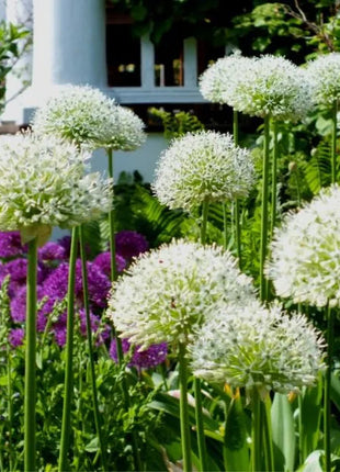 Giant Allium Giganteum Ornamental Onion Flower