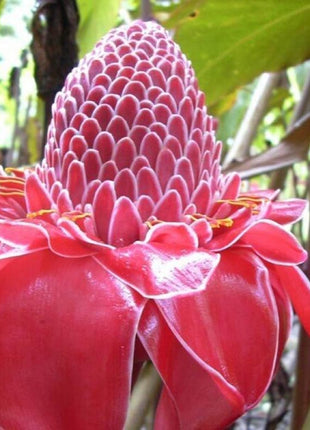 Torch Ginger - Etlingera elatior - Rare Species
