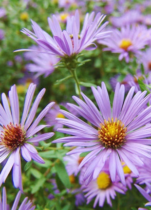 🌼 Superstar Aster Collection: Late Summer to Fall Beauty