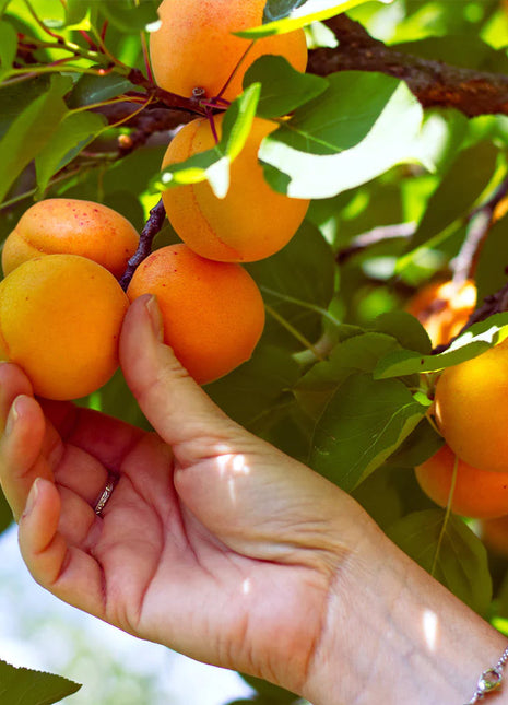Apricot Seeds