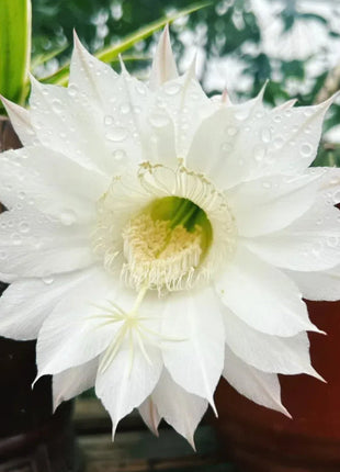 Flowering Echinopsis Cactus Species Mix🌵🌸