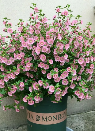 🌸Little Hibiscus Syriacus Seeds