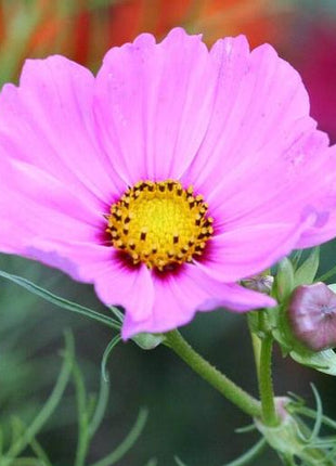 Pink Cosmos