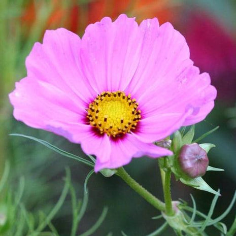 Pink Cosmos